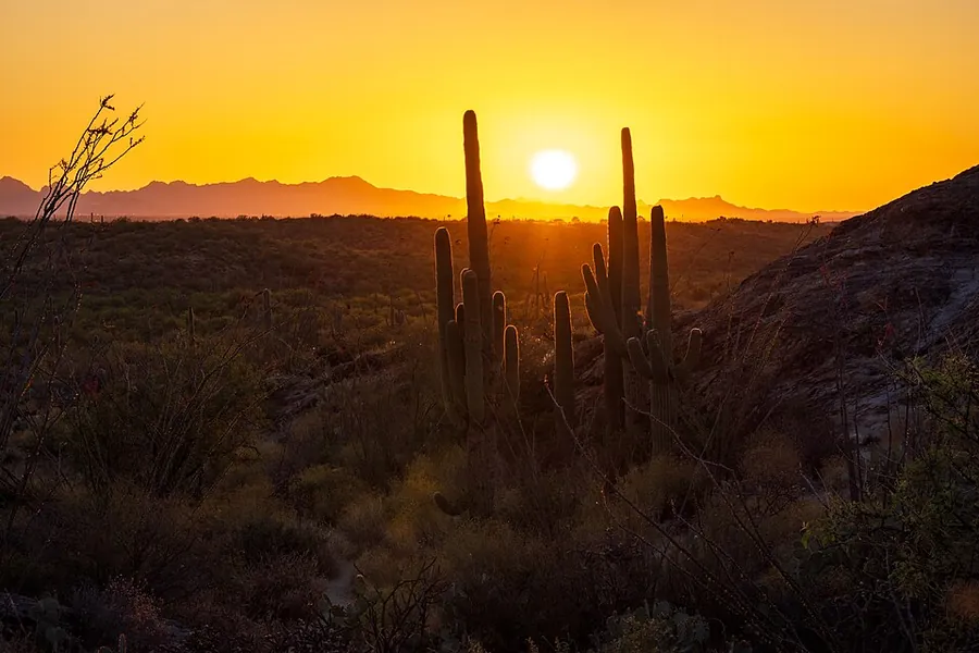 Illustrative photo: saguaro at sunset, Arizona